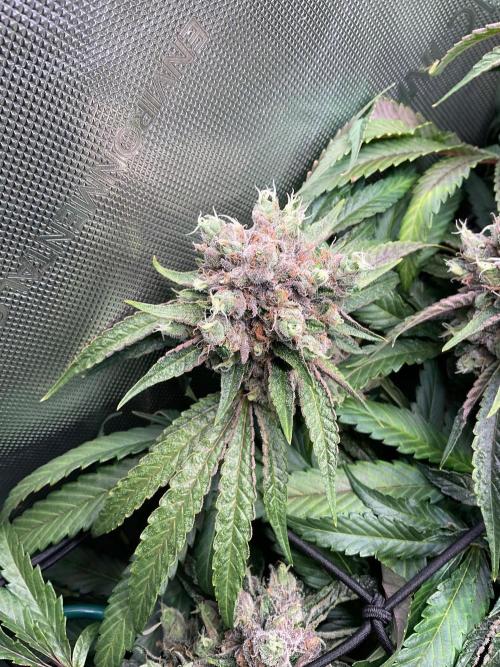 Cherry limeade Doja in living soil. Week 14