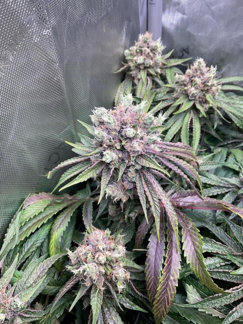 Cherry limeade Doja in living soil. Week 14