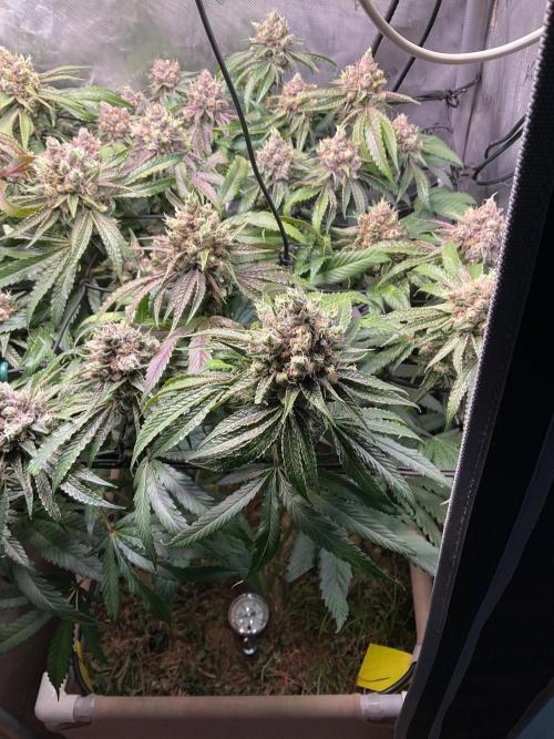 Cherry limeade Doja in living soil. Week 14