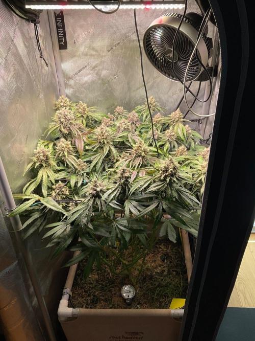 Cherry limeade Doja in living soil. Week 14