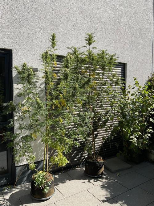 Mentha de Croco Fern-Type - TerpyZ. Week 26