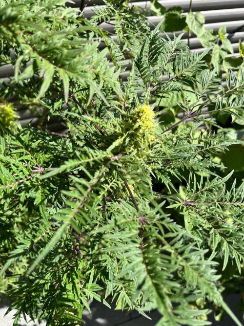 Mentha de Croco Fern-Type - TerpyZ. Week 26