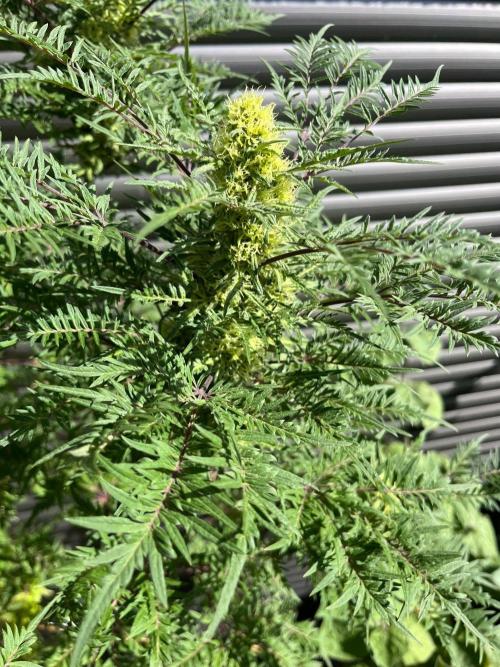 Mentha de Croco Fern-Type - TerpyZ. Week 26