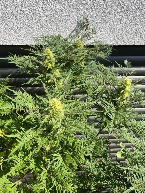 Mentha de Croco Fern-Type - TerpyZ. Week 26