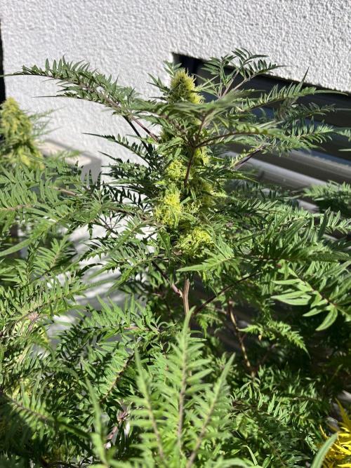 Mentha de Croco Fern-Type - TerpyZ. Week 26