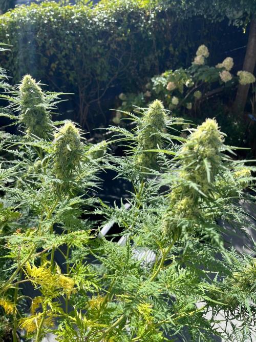 Mentha de Croco Fern-Type - TerpyZ. Week 26
