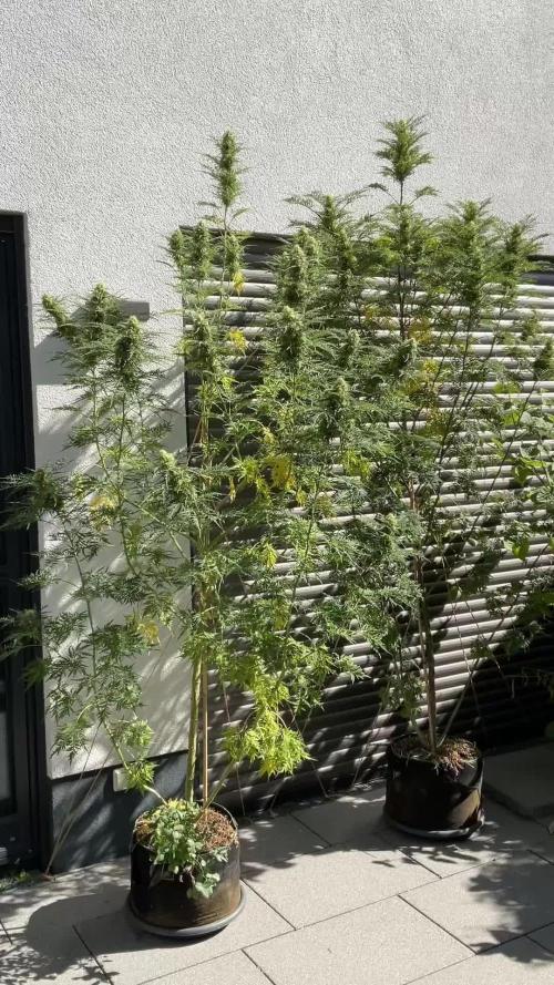 Mentha de Croco Fern-Type - TerpyZ