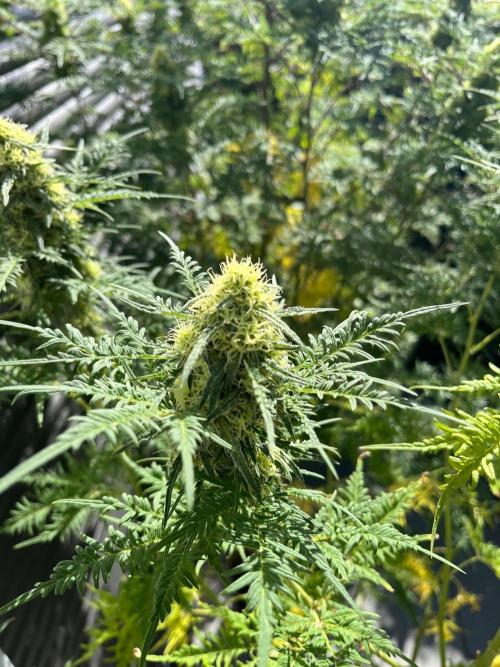 Mentha de Croco Fern-Type - TerpyZ. Week 26