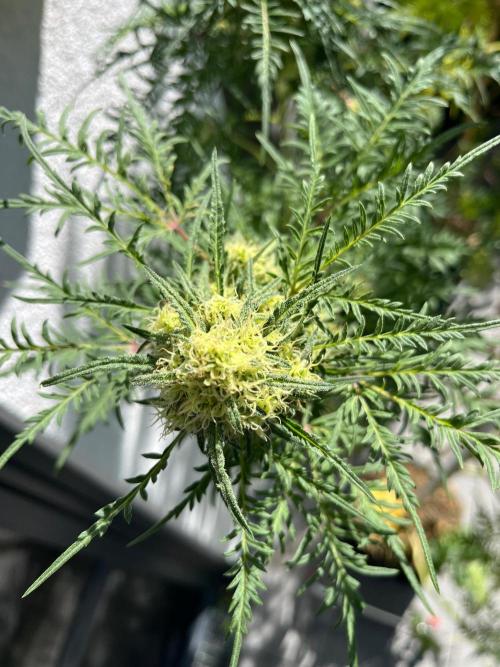 Mentha de Croco Fern-Type - TerpyZ. Week 26