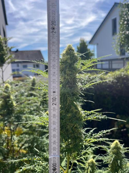 Mentha de Croco Fern-Type - TerpyZ. Week 26