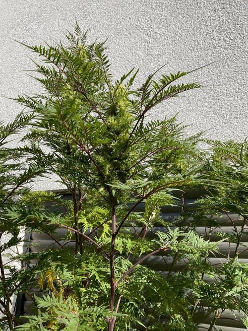 Mentha de Croco Fern-Type - TerpyZ. Week 26