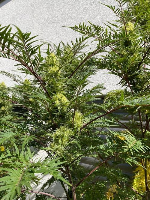Mentha de Croco Fern-Type - TerpyZ. Week 26