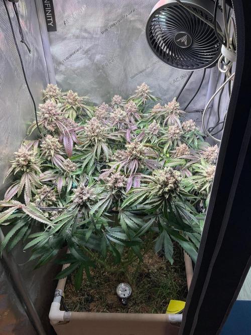 Cherry limeade Doja in living soil. Week 15