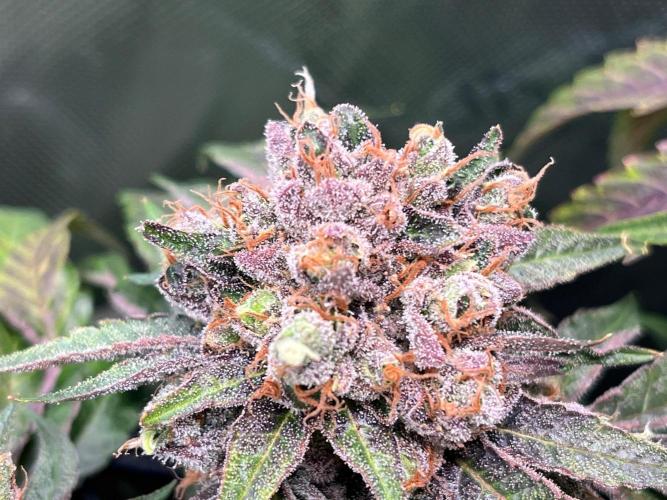 Cherry limeade Doja in living soil. Week 15