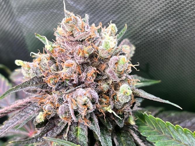 Cherry limeade Doja in living soil. Week 15