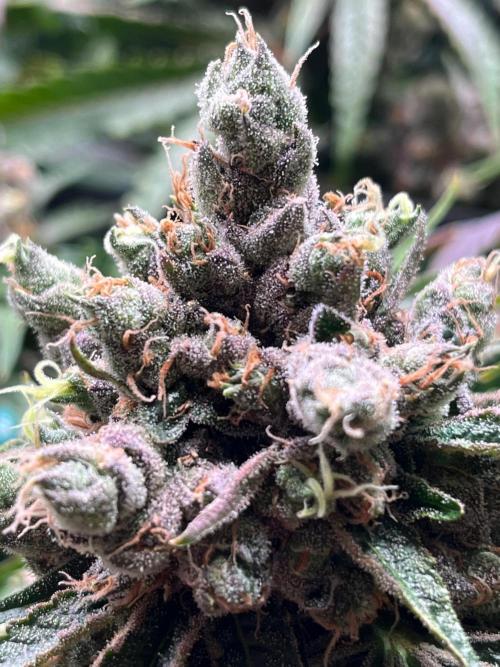 Cherry limeade Doja in living soil. Week 15