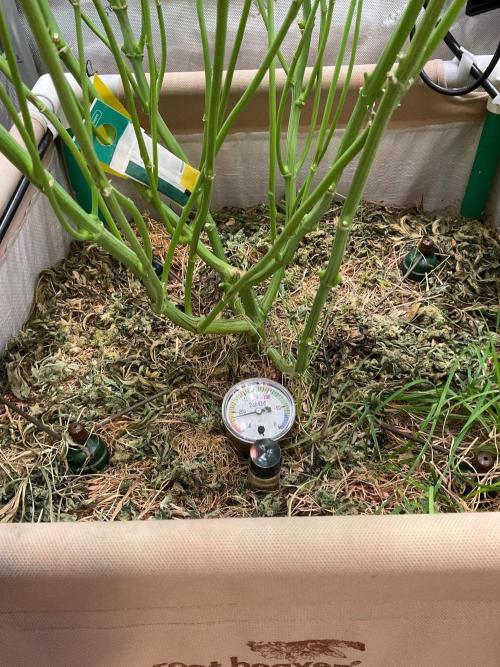 Cherry limeade Doja in living soil. Week 15