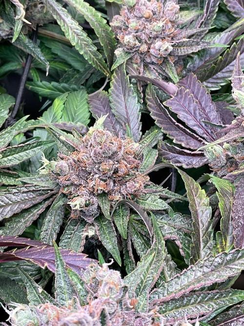 Cherry limeade Doja in living soil. Week 15