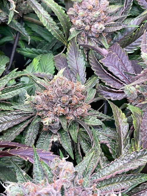 Cherry limeade Doja in living soil. Week 15