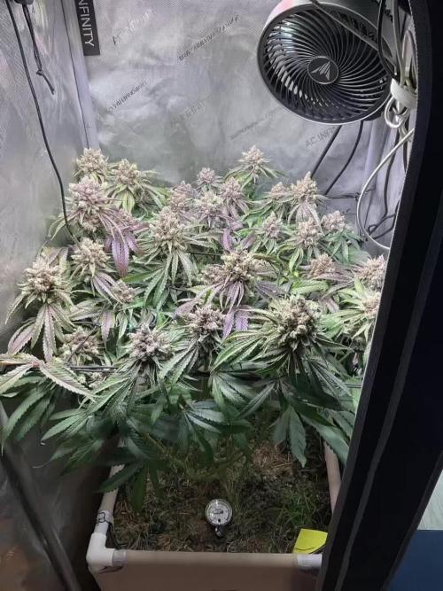 Cherry limeade Doja in living soil