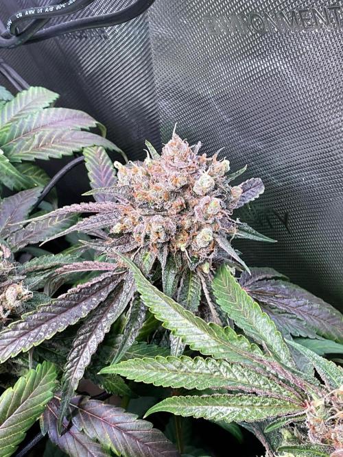 Cherry limeade Doja in living soil. Week 15