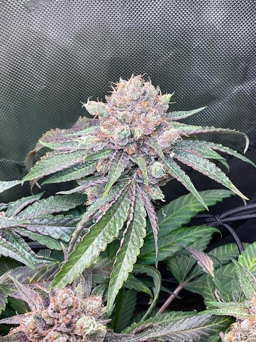 Cherry limeade Doja in living soil. Week 15