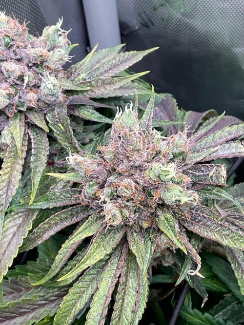 Cherry limeade Doja in living soil. Week 15