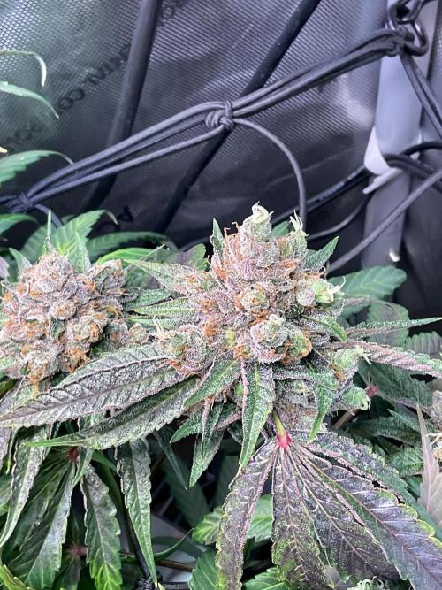 Cherry limeade Doja in living soil. Week 15