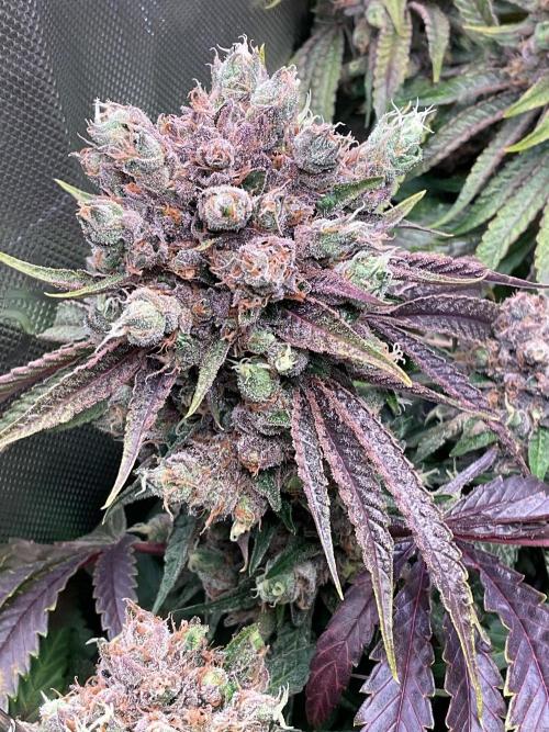 Cherry limeade Doja in living soil. Week 15