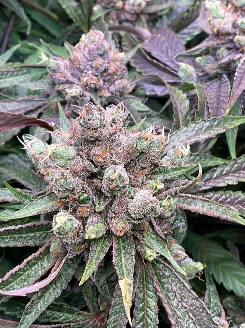 Cherry limeade Doja in living soil. Week 15