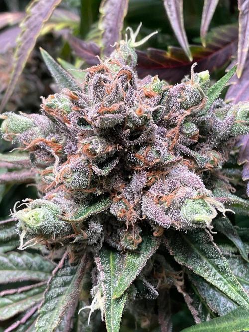 Cherry limeade Doja in living soil. Week 15
