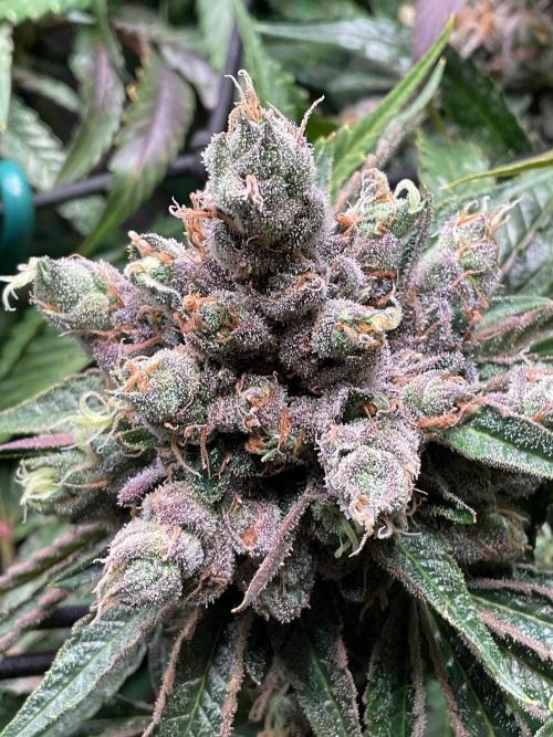 Cherry limeade Doja in living soil. Week 15