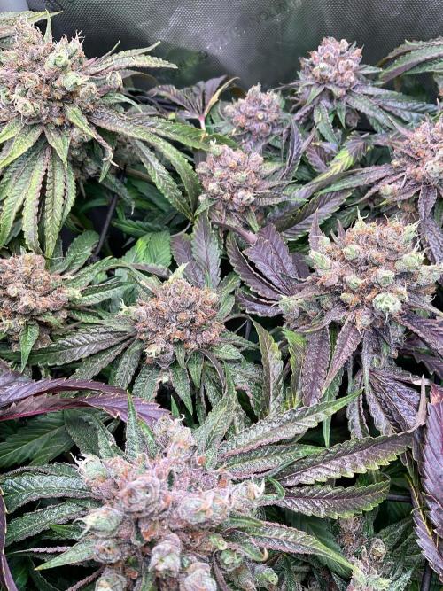 Cherry limeade Doja in living soil. Week 15