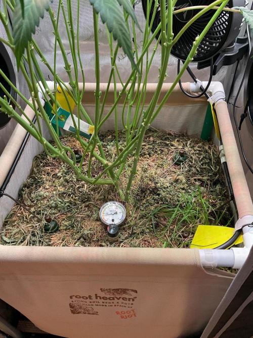 Cherry limeade Doja in living soil. Week 15