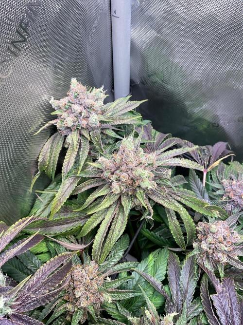 Cherry limeade Doja in living soil. Week 15
