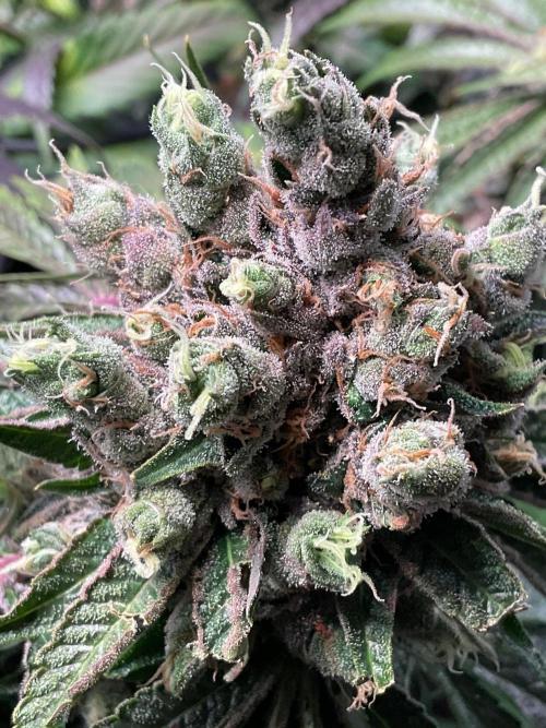Cherry limeade Doja in living soil. Week 15