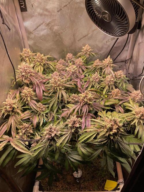 Cherry limeade Doja in living soil. Week 15