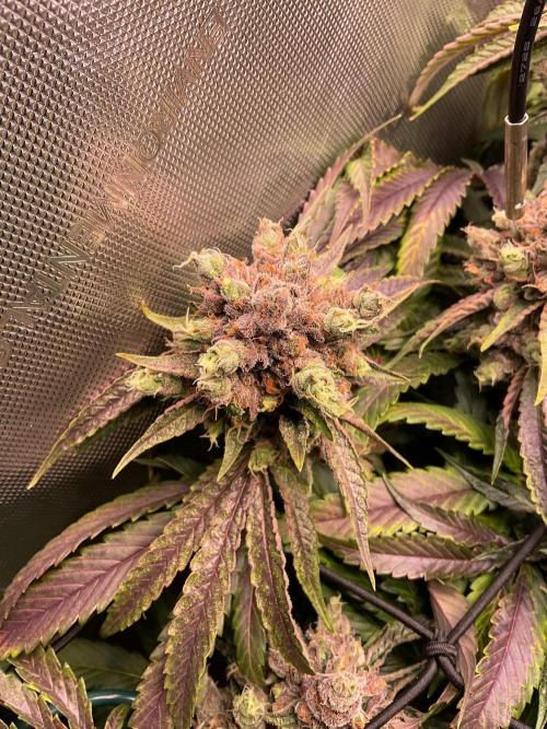 Cherry limeade Doja in living soil. Week 15
