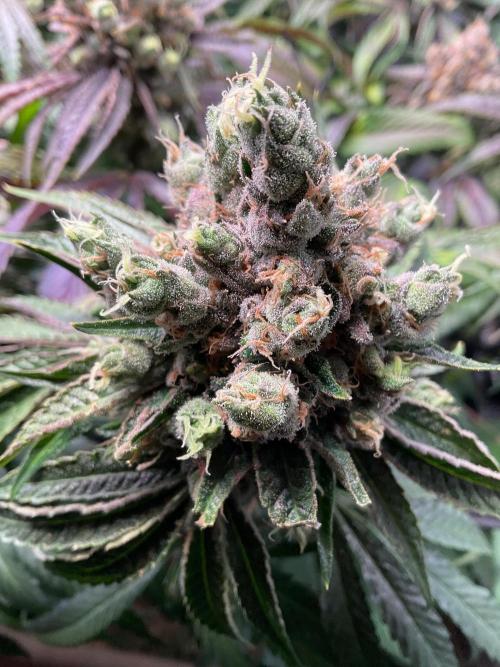 Cherry limeade Doja in living soil. Week 15