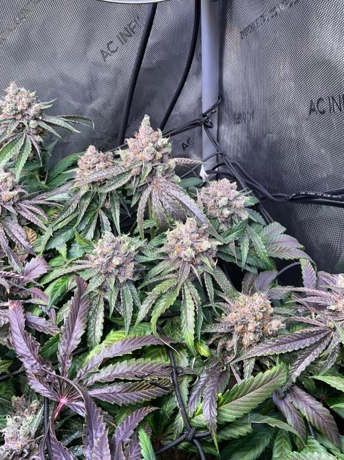 Cherry limeade Doja in living soil. Week 15