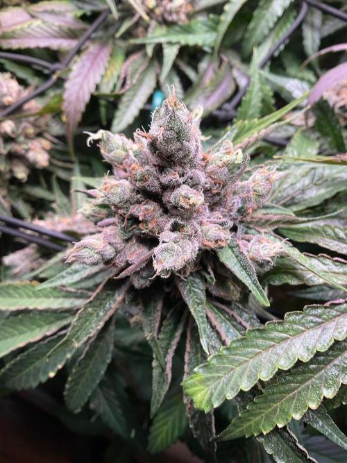 Cherry limeade Doja in living soil. Week 15