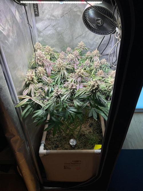 Cherry Limeade. Week 15