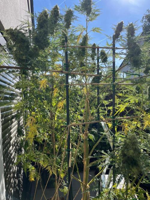 Mentha de Croco Fern-Type - TerpyZ. Week 27