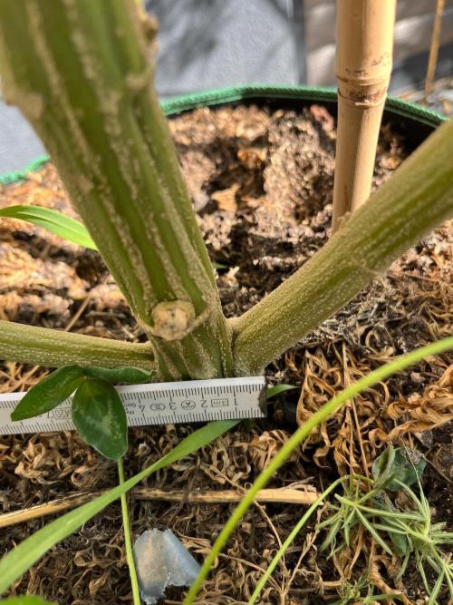 Mentha de Croco Fern-Type - TerpyZ. Week 27