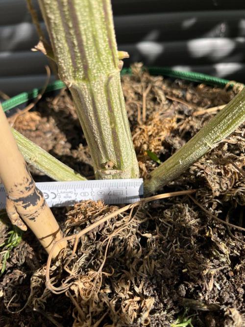 Mentha de Croco Fern-Type - TerpyZ. Week 27