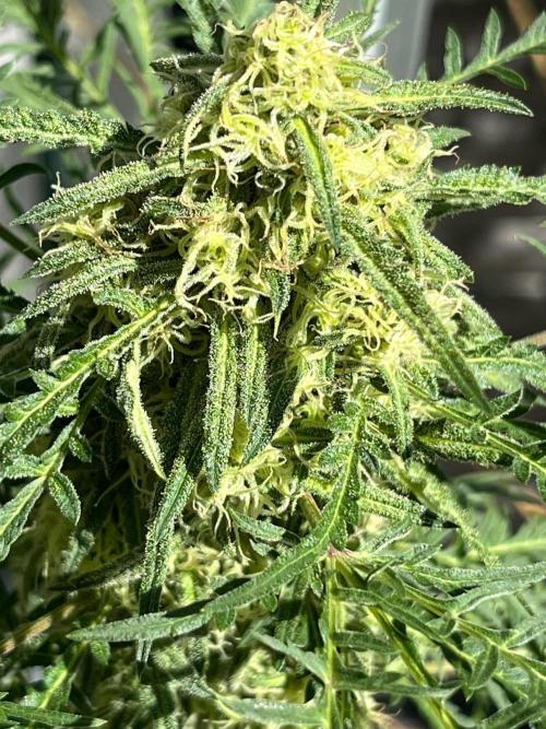 Mentha de Croco Fern-Type - TerpyZ. Week 27