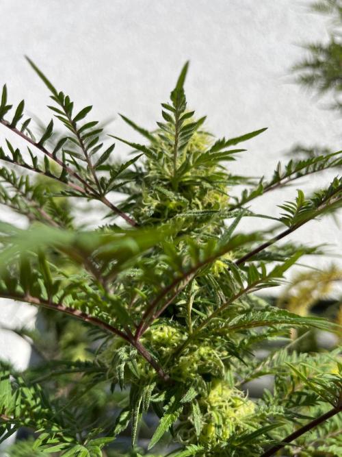 Mentha de Croco Fern-Type - TerpyZ. Week 27