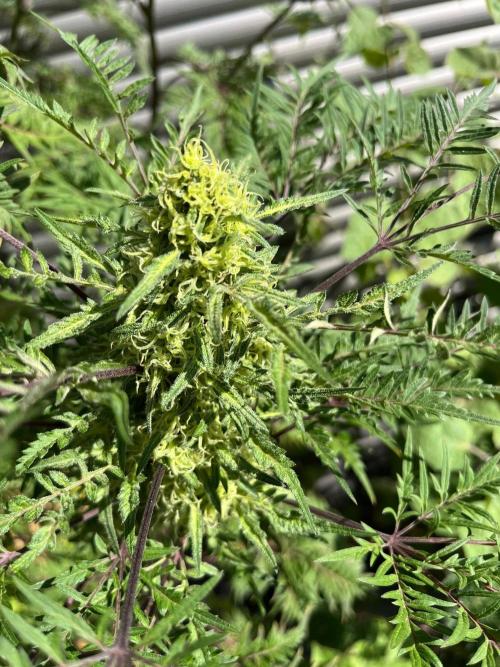 Mentha de Croco Fern-Type - TerpyZ. Week 27