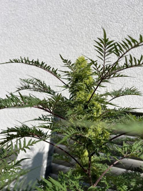 Mentha de Croco Fern-Type - TerpyZ. Week 27