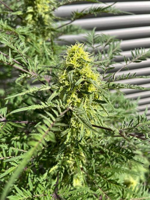 Mentha de Croco Fern-Type - TerpyZ. Week 27